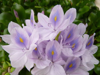 Close-up of purple flowering plant