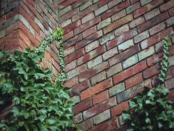 Ivy growing on brick wall