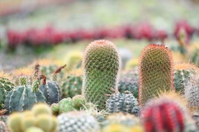 Close-up of succulent plants