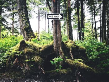 Information sign by tree in forest against sky