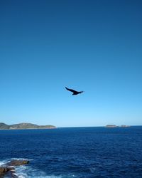 Bird flying over sea against clear blue sky