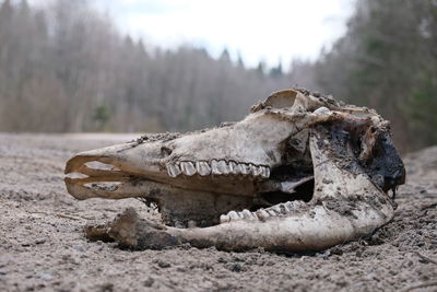 Close-up of animal skull on field