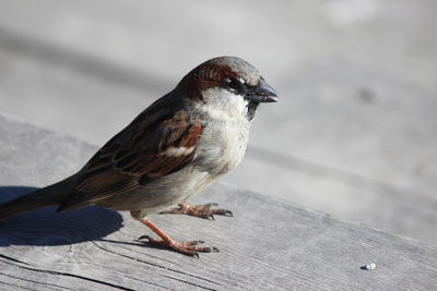 Close-up of bird perching on wooden table