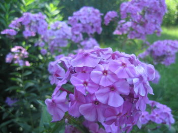Close-up of pink flowering plant in park