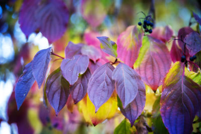 Close-up of purple flowering plant leaves