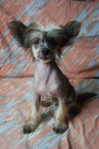 Portrait of puppy on wall