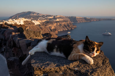 High angle view of a cat on rock