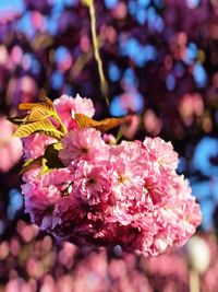 Close-up of pink cherry blossoms in spring