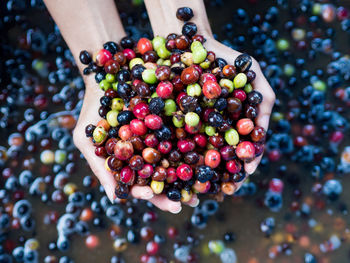 Close-up of hand holding berries