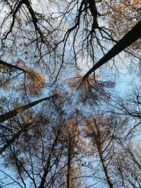 Low angle view of bare trees against sky