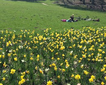 Yellow flowers growing in field