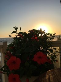 Flowering plant by sea against sky during sunset