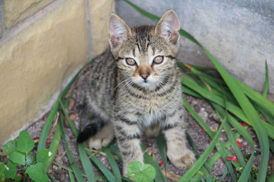 Portrait of cat sitting outdoors