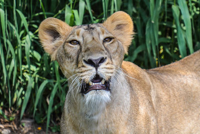 Close-up of mountain lion