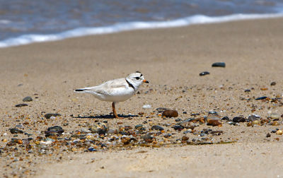 Piping plover at cape cod national seashore