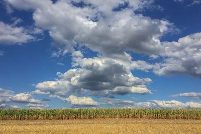 Scenic view of field against sky