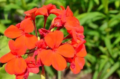 Close-up of red flowering plant