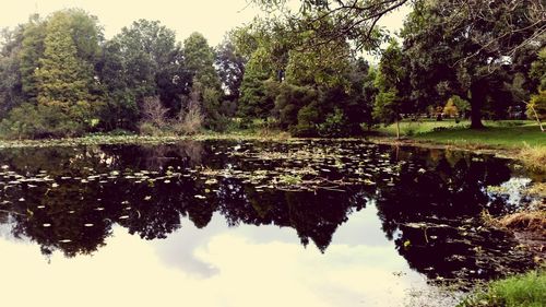 Reflection of trees in lake against sky