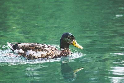 Duck swimming in a lake