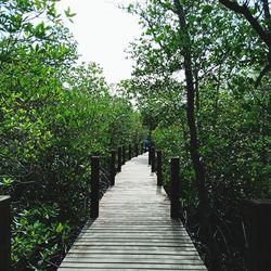 Footpath amidst trees in park against sky