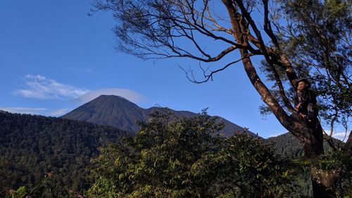 Low angle view of trees and mountains against sky