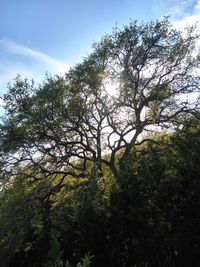 Low angle view of trees against sky