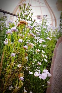 Close-up of flowers blooming in garden