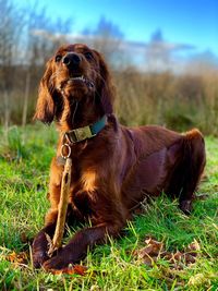 Dog sitting on field