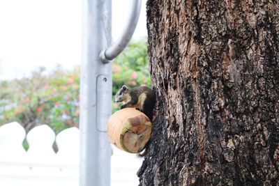 Close-up of squirrel on tree trunk