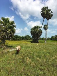 The buffalo graze in the wide field, the sky has beautiful clouds.