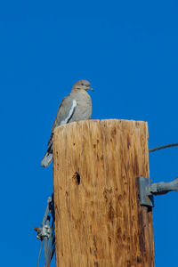 Bird perching on wooden post against clear blue sky
