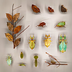 High angle view of leaves on table