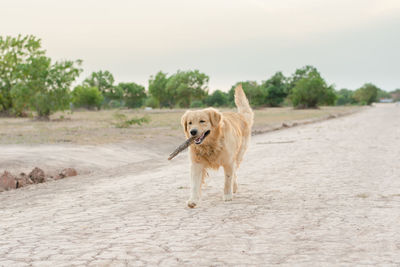 Dog running on road