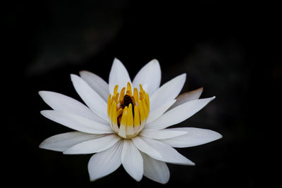 Close-up of white daisy flower