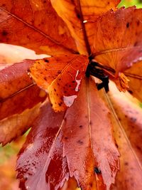 Close-up of autumn leaves
