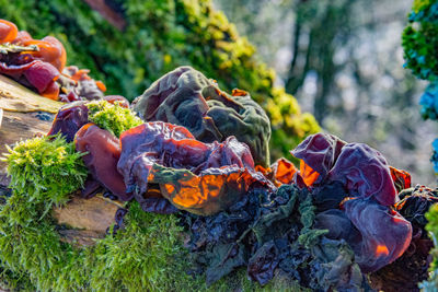 Close-up of fresh vegetables on field