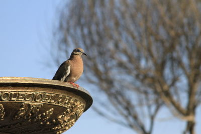 Low angle view of bird perching against sky