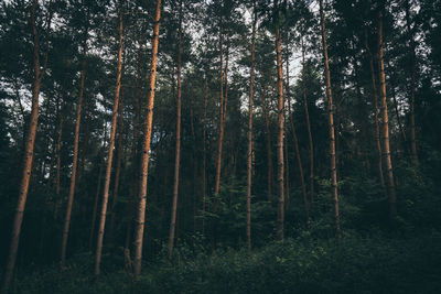 Trees in forest