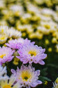 Close-up of purple flowering plant