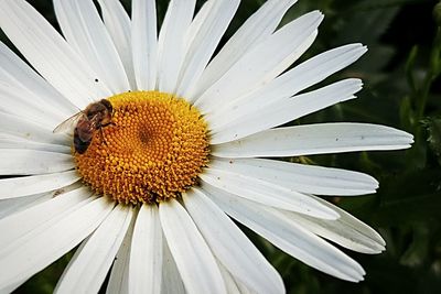 Close-up of bee on white flower