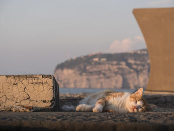 Cat relaxing on the wall