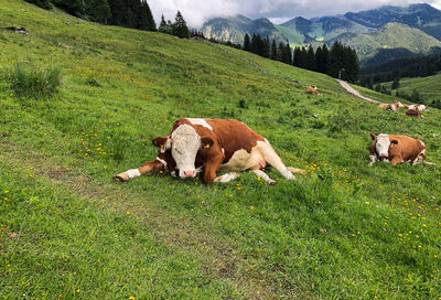 Cows in a field