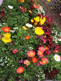 Close-up of yellow flowers blooming in park