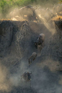 High angle view of sheep on field