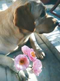 Close-up of dog with pink flowers