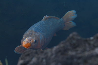 Close-up of fish swimming in sea