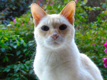 Redpoint siamese cat in garden looking into camera 