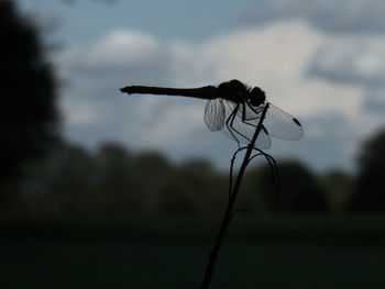 Close-up of dragonfly on plant against sky