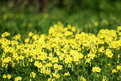 Fresh yellow flowers in field