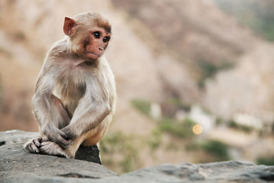 Monkey sitting on rock at temple